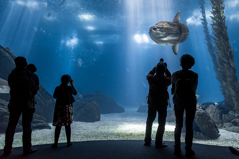 Oceanário de Lisboa 